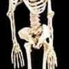 Morris "Rubber Skeleton" Hanging Halloween Prop - 5' -TheHorrorDome Elegant Shop rubber skeleton hanging halloween prop 5 8179454017
